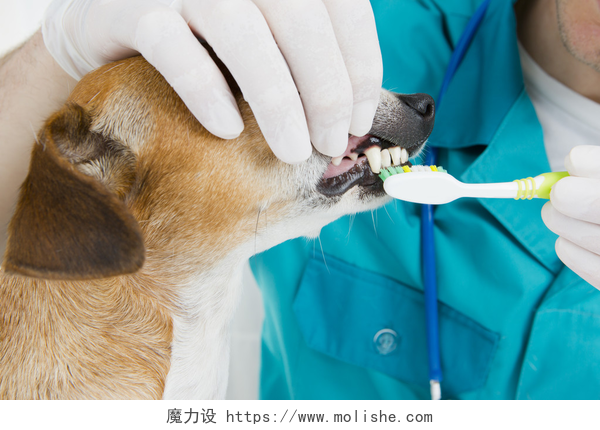 一只正在被兽医刷牙的狗狗兽医刷牙
